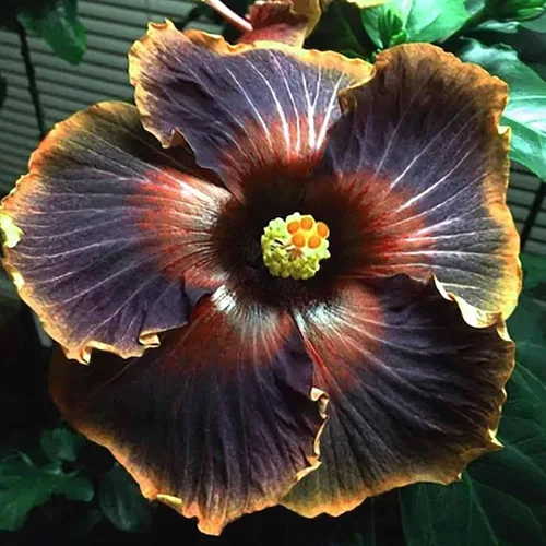 Vista 2 de 30 semillas de flores de hibisco negro para plantar, impresionantes semillas de flores gigantes raras, plantas exóticas tropicales, llamativas