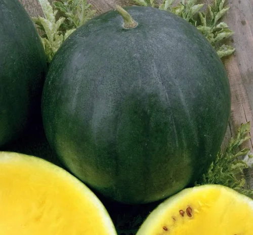 Vista 2 de Sandía amarilla fruta de reliquia gigante rara para plantar sin OMG