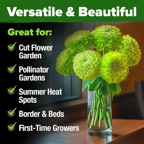 Vista 81 de HOME GROWN Semillas de Hollyhock de doble mezcla de Chater, 200 semillas