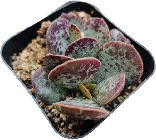 Vista 23 de Plantas de cactus suculentas vivas (2 pulgadas Opuntia Microdasy Golden Swirl Monstrose)