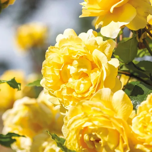 Vista 2 de Rosas arbustivas inglesas de reliquia, planta de raíz propia viva para jardín al aire libre, esposa del poeta, excepcionalmente fragantes, zonas