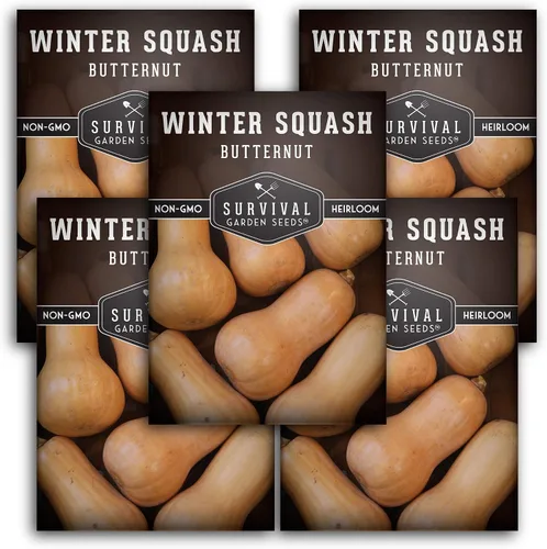 Vista 12 de Semillas de calabaza Butternut para plantar, semillas de vegetales sin OMG, alto rendimiento y cultivo fácil de cultivar para almacenamiento
