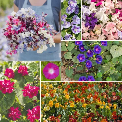 Vista 9 de Eden Brothers Zinnia Seeds - Mezcla de California Giants, semillas sin OMG para plantar, 5 libras Semillas de flores de bajo mantenimiento