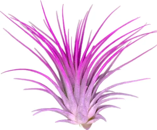 Vista 2 de Planta de aire Rainbow Tillandsia, planta de aire Tillandsia, planta de aire, purificación de aire, planta de casa, decoración y regalo para el azul
