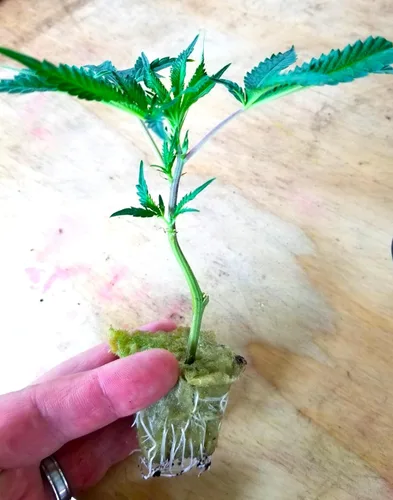 Vista 4 de ProClone Plant Rooting Gel 4oz - Formulado científicamente - Resultados garantizados