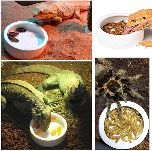Vista 6 de Plato de cerámica para gusano de reptil, a prueba de escape, cuenco circular (grande, naranja)