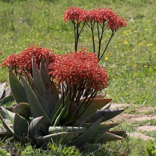 Vista 4 de Plantas de aloe coral (Aloe striata) - Suculenta viva con llamativos bordes rosados y hojas lisas y planas para jardinería en interiores