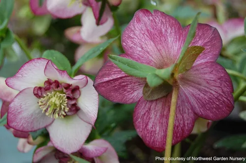 Vista 6 de Perennial Farm Marketplace Helleborus x Winter Jewels "Flor de Cerezo" (Rosa Cuaresmal) Perenne, 1 Quart, Flores Rojas