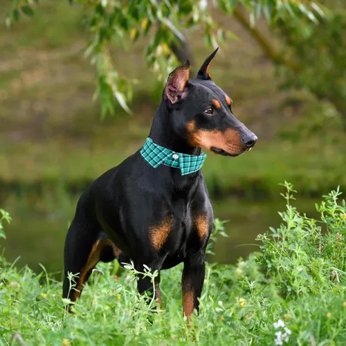 Vista 5 de Collar de algodón para perro con corbatín, cómodo y ajustable con bonito diseño de solapa, para mascotas pequeñas, medianas y grandes