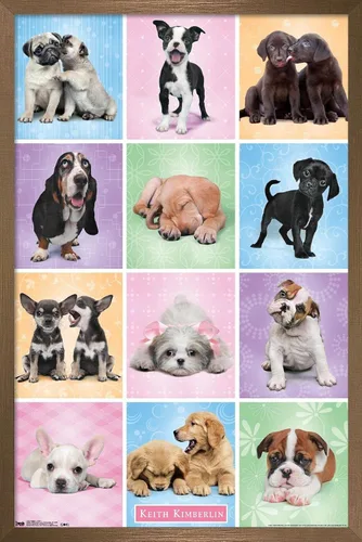 Vista 14 de Trends International Póster de pared Puppies Cuties, 22.375 x 34 Versión con marco negro