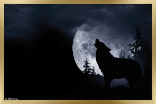 Vista 15 de Trends International Póster de pared de lobo - aullido, 14.725 x 22.375 pulgadas, versión enmarcada de madera de granero