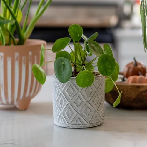 Vista 4 de 2 plantas vivas de dinero - Pilea Peperomioides de 3-6" de alto Sin maceta, plantas de interior para decoración del hogar y la oficina, fácil