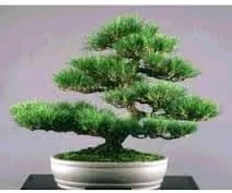 Vista 4 de Pino negro japonés - Bonsái Starter - Pinus thunbergii - Árbol de 3 años