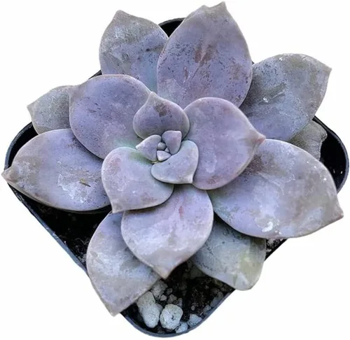 Vista 4 de Plantas suculentas vivas de USKC (Crassula de 2.5 pulgadas 'Spring time')