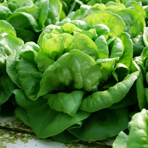 Vista 5 de Semillas de Lechuga (Buttercrunch) (2300 Semillas)