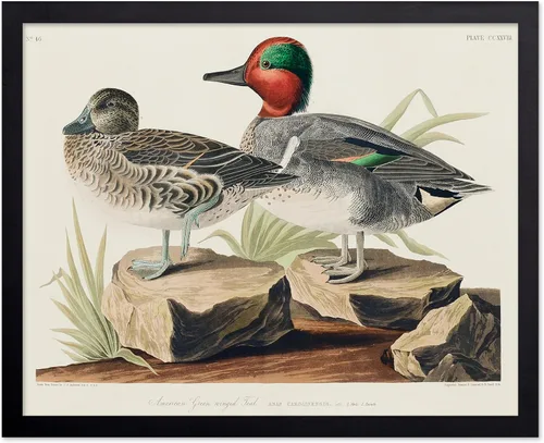 Vista 113 de Poster Master Póster vintage de James Audubon – Impresión retro de amargo americano – Arte de aves de América – Regalo para hombres, mujeres
