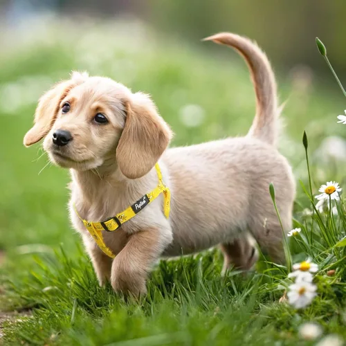 Vista 5 de Pupteck - Arnés para perros sin jalar, suave, ajustable, de nailon, talla básica, chaleco para cachorro, para caminar al aire libre con etiqueta