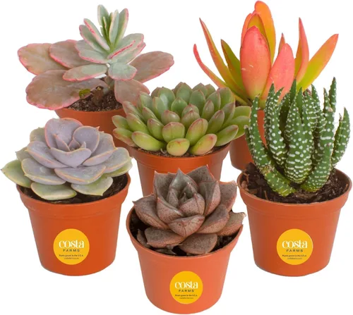 Vista 12 de Costa Farms Mini suculentas, planta de interior viva, fácil cuidado Macetas suculentas