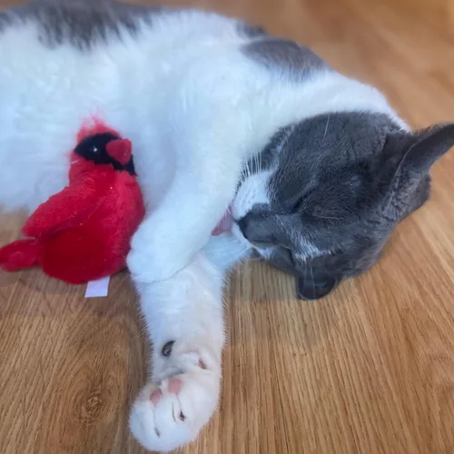Vista 13 de SPOT Song Birds - Juguete para gatos con hierba gatera activada por el tacto, imita canciones reales de pájaros, juguete que funciona