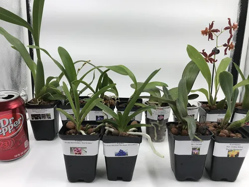 Vista 4 de 4 plantas de orquídeas vivas para elegir (Vanda)