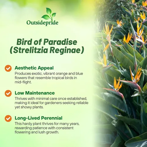 Vista 3 de Outsidepride Bird of Paradise Seeds - 15 unidades Perenne, versátil y de crecimiento lento, semillas de flores para plantar flores exóticas