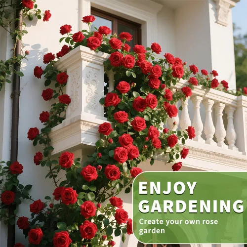 Vista 4 de Más de 200 semillas de rosas rojas trepadoras para plantar al aire libre, flores ornamentales trepadoras rosas arbustos trepadoras de larga floración