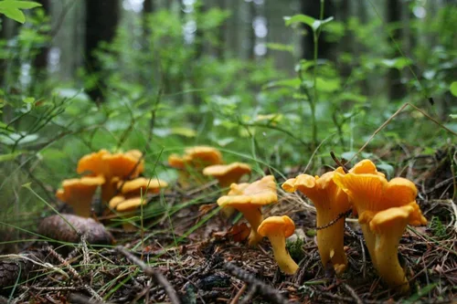 Vista 2 de Sporas Mushroom Golden Chanterelle Seeds Mycelium Spawn Hierloom Seed No OGM