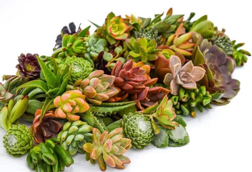 Vista 4 de Succulent Market - Esquejes surtidos (paquete de 20) suculentas de 2 a 3 pulgadas a granel