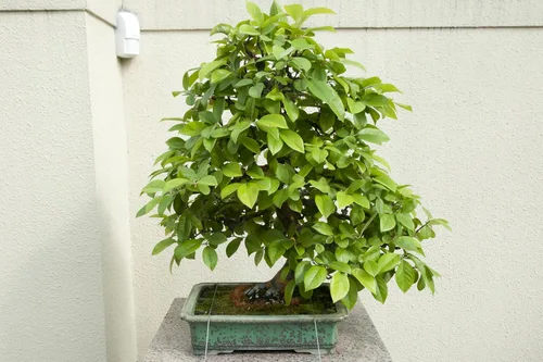 Vista 6 de 20 semillas de membrillo chino árbol frutal Chaenomeles Sinensis Pseudocydonia Flor Fruta Sin espinas