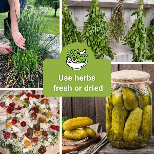 Vista 6 de Sow Right Seeds - Colección de 5 semillas de hierbas para plantar - Albahaca genovesa, cebollino, cilantro, perejil italiano y eneldo para plantar