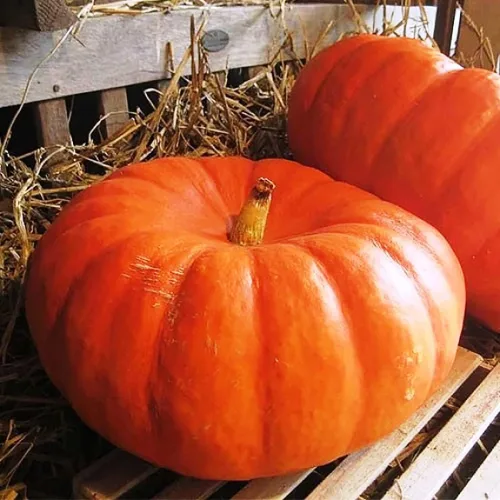 Vista 2 de Semillas Calabaza Kavbuz - Ornamentales - Vegetales de reliquia - Sin OGM