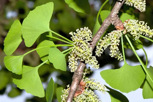 Vista 7 de 10 semillas de hierba de fruta de naranja de otoño de Ginkgo BILOBA árbol de culantrillo amarillo