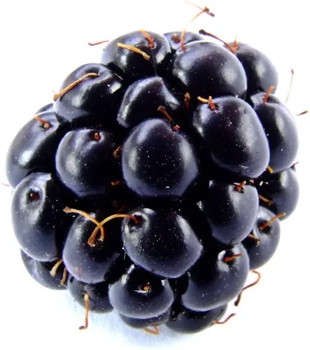 Vista 2 de 100 semillas de rubus de arbusto de frutas de BlackBerry