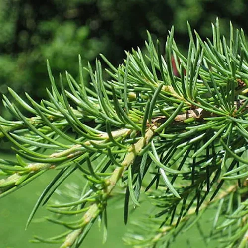 Vista 3 de Cedrus libani (Cedro del Líbano) Semillas de árbol, forma piramidal, tronco recto, semillas de MySeeds.Co, elige la cantidad (0.25 oz)
