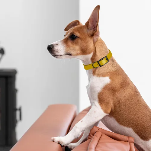 Vista 428 de Dogline Biothane - Collar impermeable para perro con hebilla de liberación rápida, resistente cincha de nailon recubierta con resistente y a prueba