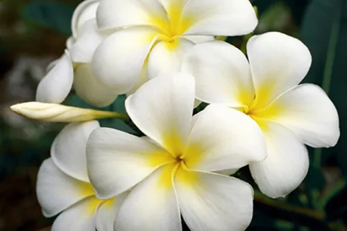 Vista 3 de 4 Esquejes Hawaianos Plumeria Rojo, Blanco, Amarillo Rosa