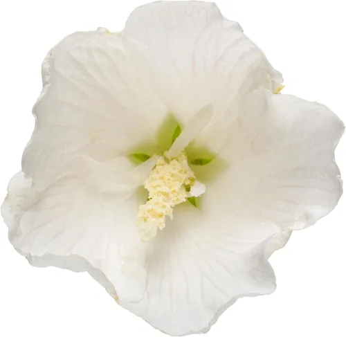 Vista 2 de s 2 Gal. Pilar Blanco Rosa de Sharon (Hibisco) Arbusto