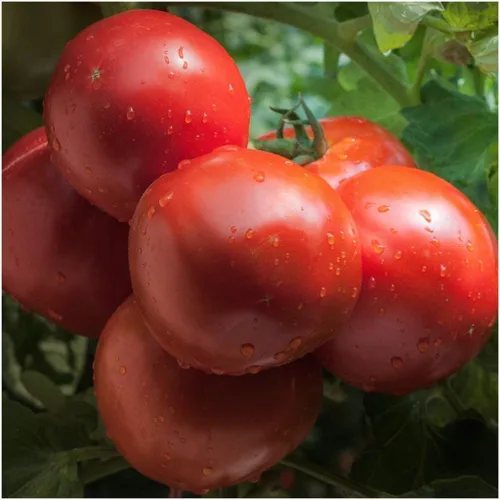 Vista 3 de Seed Needs, Ace 55 semillas de tomate – 80 semillas tradicionales para plantar Solanum lycopersicum – Variedad determinada sin OMG y sin tratar