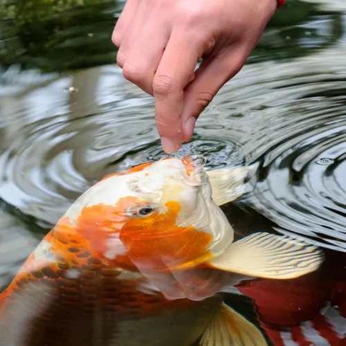 Vista 4 de Alimento de dieta para peces de primavera y otoño TetraPong.