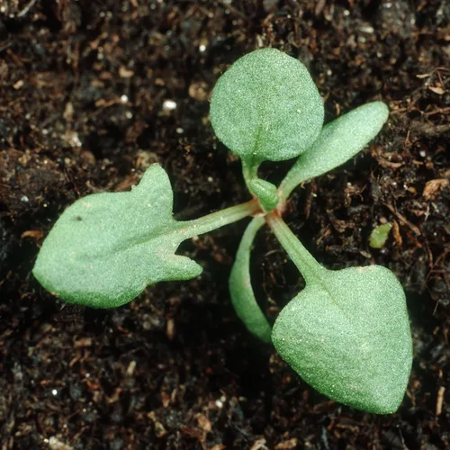 Vista 5 de Seed Needs, Semillas de acedera de hoja grande, 500 semillas tradicionales para plantar Rumex acetosa, hierba medicinal o culinaria sin OMG y sin