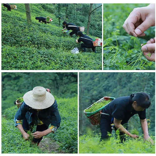 Vista 2 de Hojas de té Jiaogulan salvaje, té de gynostemma, 3.5 onzas (3.53 oz), 100% natural, sin azúcar, sin OMG