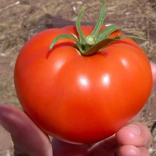 Vista 5 de Semillas de tomate Better Boy, 100 unidades ¡Cultiva el tomate clásico Better Boy en tu propio jardín! Estas plantas de tomate indeterminadas