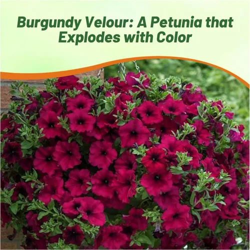 Vista 5 de Outsidepride Semillas de petunia de terciopelo burdeos Easy Wave – 15 unidades. Semillas de flores anuales, compactas y extendidas para plantar
