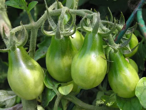 Vista 2 de Semillas Esmeralda Pera Tomate Verde Indeterminado No GMO Heirloom