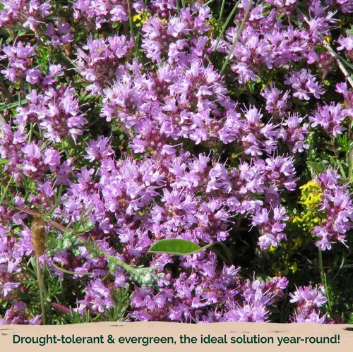Vista 6 de KVITER 5000 semillas de tomillo rastrero morado para plantar (Thymus serpyllum), semillas de tomillo rastrero reliquia, plantas de cobertura
