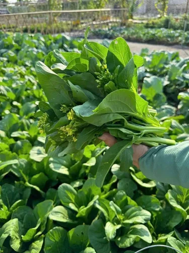 Vista 7 de 4000 semillas de Choy Sum de alta calidad – Cải Ngồng – Yu Choy – Semillas de col china en flor – Sin OMG, reliquia, tasa de germinación del 99%