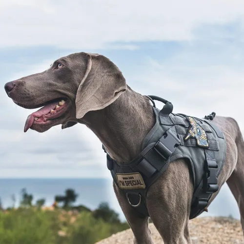 Vista 7 de OneTigris - Arnés táctico para perros pequeños, chaleco de servicio sin tirones para perros pequeños