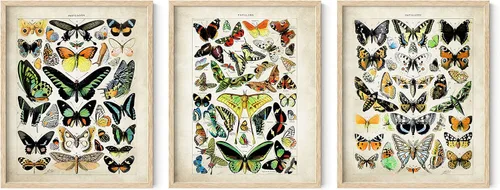 Vista 80 de HAUS AND HUES Juego de 3 pósteres vintage de mariposa, arte de pared, impresiones botánicas para estética de habitación, imágenes