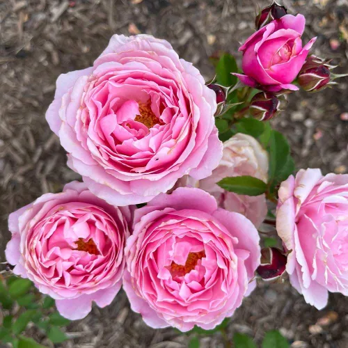 Vista 2 de Rosas de té híbridas de reliquia, planta de raíz propia viva para jardín al aire libre, Sister Emmanuelle™, excepcionalmente fragantes, zonas