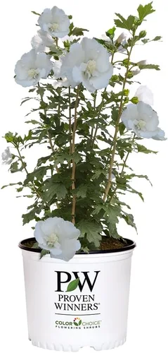 Vista 14 de s 2 Gal. Pilar Blanco Rosa de Sharon (Hibisco) Arbusto